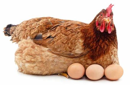 Huhn mit Eiern